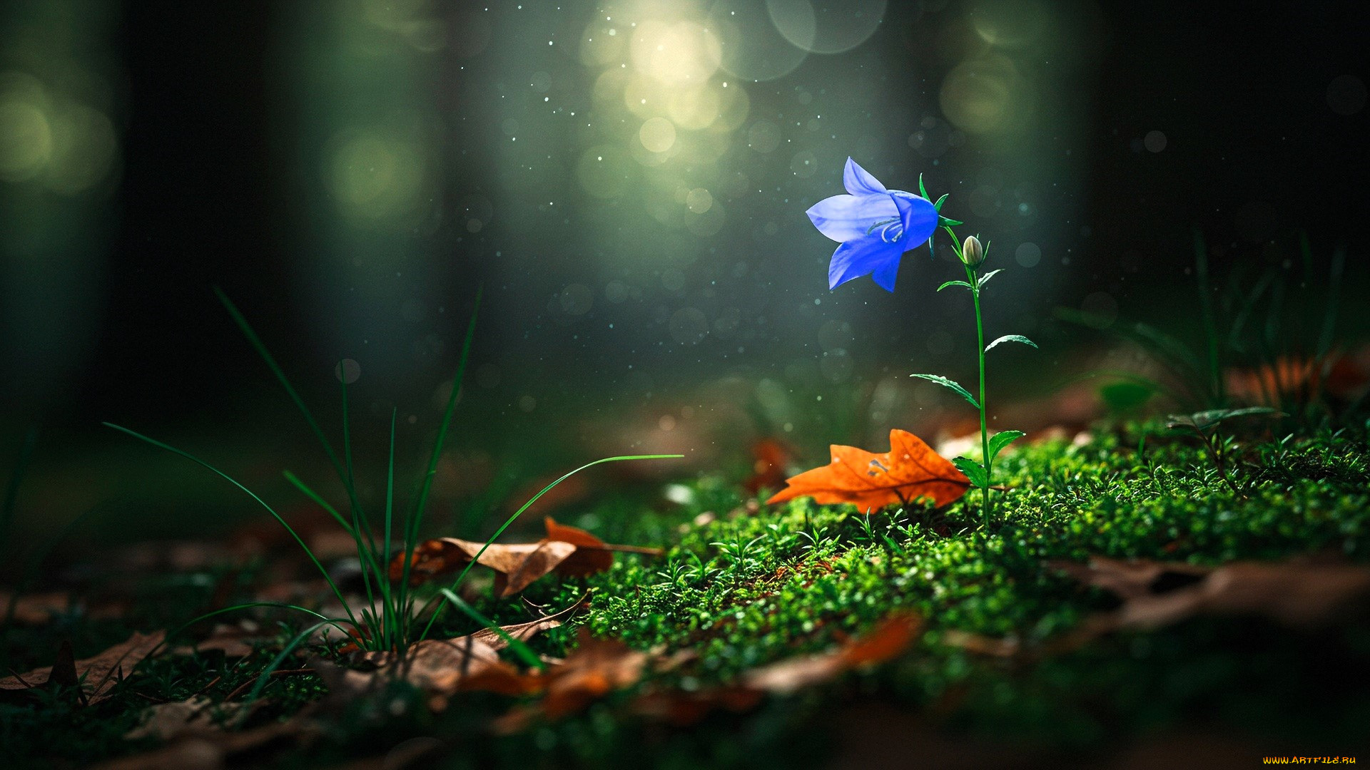 ������, ������������ ������, ������, �����������, ������, ���